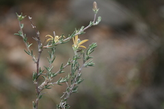Wahlenbergia cinerea