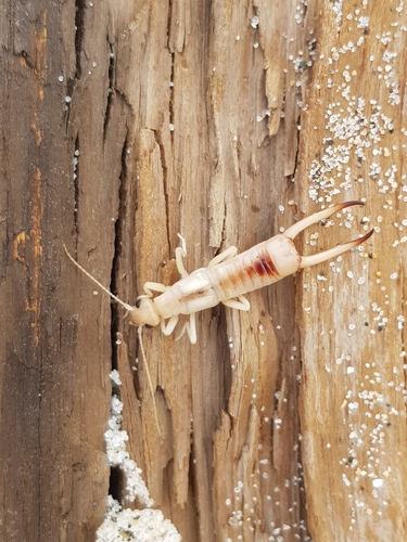 photo of Shore Earwig (Labidura riparia)