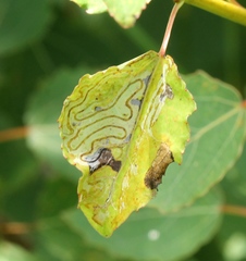 Phyllocnistis labyrinthella