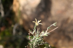 Wahlenbergia cinerea