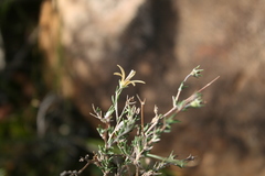 Wahlenbergia cinerea