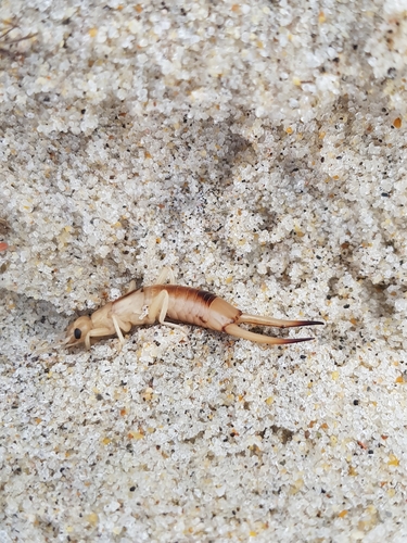 photo of Shore Earwig (Labidura riparia)