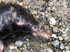 Sorex alpinus
