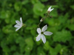 Lithophragma cymbalaria