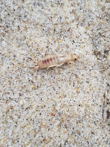 photo of Shore Earwig (Labidura riparia)