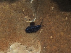 Cypherotylus californicus