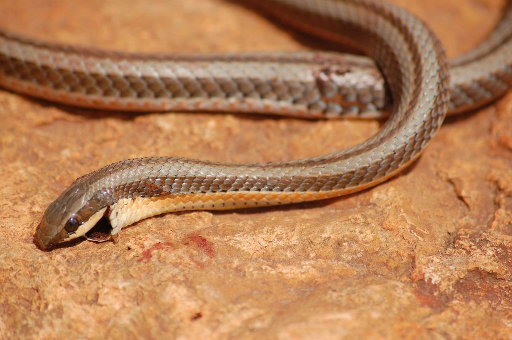 Kenyan Striped Skaapsteker