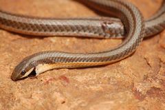 Psammophylax multisquamis
