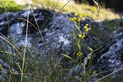 Dianthus hyssopifolius
