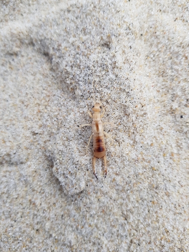 photo of Shore Earwig (Labidura riparia)