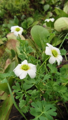 Callianthemum sajanense