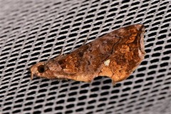 Plusiodonta arctipennis