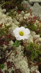 Callianthemum sajanense