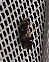 Heliothela ophideresana