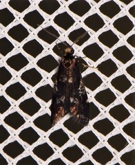 Heliothela ophideresana