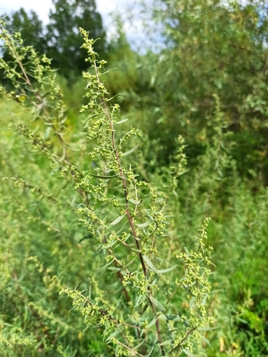 Artemisia dracunculus
