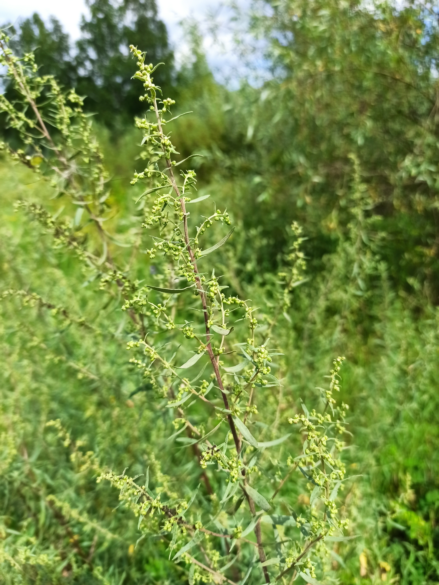 Artemisia dracunculus