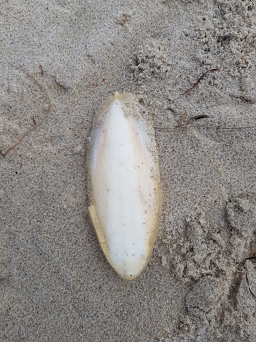 photo of European Common Cuttlefish (Sepia officinalis)