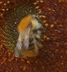Bombus pascuorum