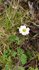 Callianthemum sajanense