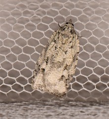 Acropolitis canana