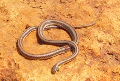 Psammophylax multisquamis