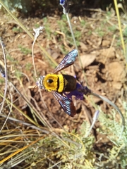 Xylocopa olivacea