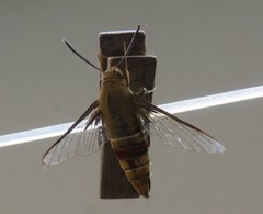 Cephonodes hylas
