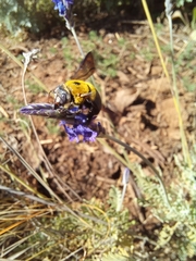 Xylocopa olivacea