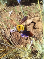 Xylocopa olivacea