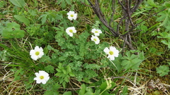 Callianthemum sajanense