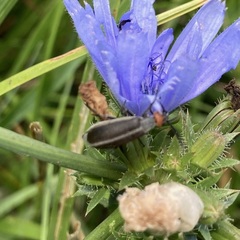 Epicauta atrata