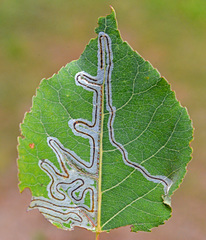 Phyllocnistis labyrinthella