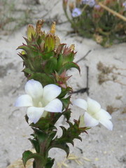 Roella amplexicaulis