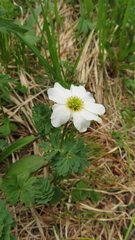 Callianthemum sajanense