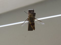 Cephonodes hylas