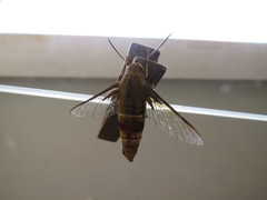 Cephonodes hylas