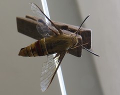 Cephonodes hylas