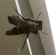 Cephonodes hylas