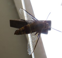 Cephonodes hylas