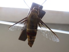 Cephonodes hylas