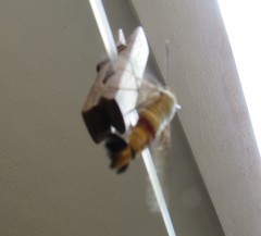 Cephonodes hylas