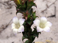 Roella amplexicaulis