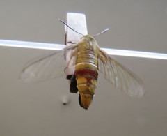 Cephonodes hylas