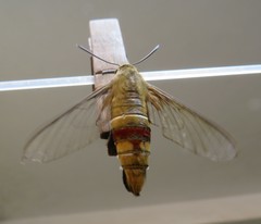 Cephonodes hylas