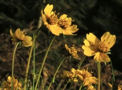 Bidens serrulata