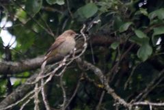 Phoenicurus phoenicurus