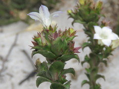 Roella amplexicaulis