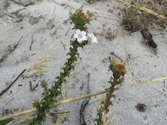 Roella amplexicaulis