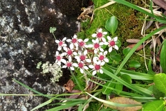 Micranthes melaleuca
